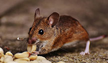 24 Hour & Emergency Exterminators in Upper Pig Pen, NC